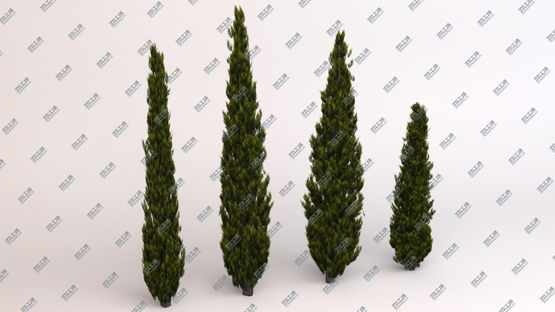 images/goods_img/202105074/Italian Cypress 2/3.jpg